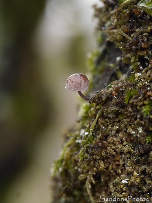 Mycène corticole, Mycena meliigena, Minuscules champignons dans de vieux fruitiers moussus, Le Verger, Bouresse, Refuge LPO (4)