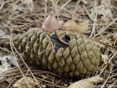 Mycène de De Seynes, Mycena seynesii, Mycène des cônes de pin,Champignons, Mushroom, Mycena on a Pine tree cone, Forêt de Verrières, Poitou-Charentes, SandrinePhotos Esprit Nature (18)