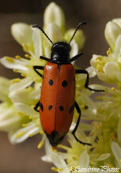 Mylabris quadripunctata, Le Mylabre à quatre points, Meloidae, Coléoptère rouge et noir, Insectes, Jujols 2015, SandrinePhotos(14)