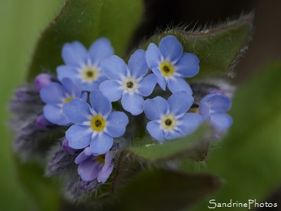 Myosotis des champs, Myosotis arvensis, Fleurs sauvages bleues, Jardin, Le Verger, Bouresse, Région Aquitaine Limousin Poitou-Charentes 86 (36)