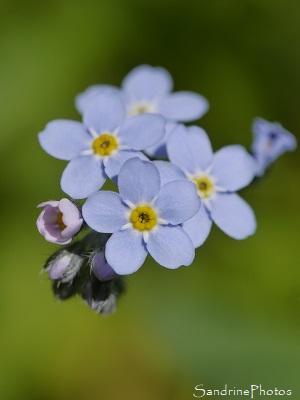 Myosotis des forêts, Myosotis sylvatica, Fleurs sauvages de La Planchette, Queaux (66)