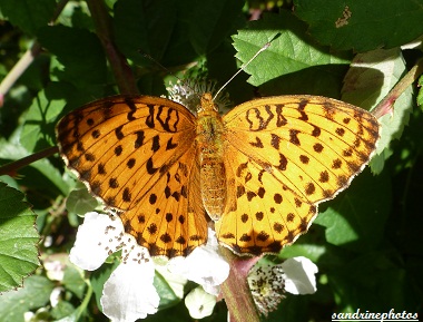 Nacré de la ronce- Brenthis Daphne 22 juin 2012 Papillons de jour Bouresse Poitou-Charentes (1)