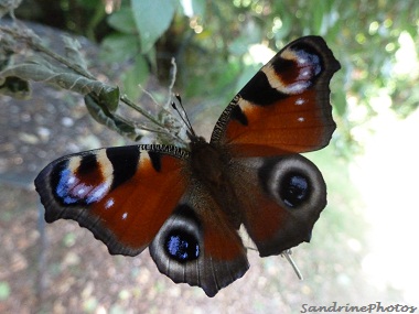  Naissance d`un Inachis io-Paon de jour, aot 2012 Birth of a wonderful butterfly, August 2012, The european Peacock, Bouresse-Poitou-Charentes, France (2)