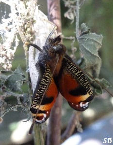  Naissance d`un Inachis io-Paon de jour, aot 2012 Birth of a wonderful butterfly, August 2012, The european Peacock, Bouresse-Poitou-Charentes, France Sandrinephotos Esprit Nature (6)