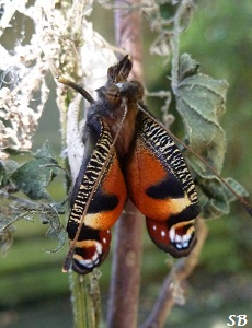  Naissance d`un Inachis io-Paon de jour, aot 2012 Birth of a wonderful butterfly, August 2012, The european Peacock, Bouresse-Poitou-Charentes, France Sandrinephotos Esprit Nature (7)