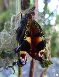  Naissance d`un Inachis io-Paon de jour, aot 2012 Birth of a wonderful butterfly, August 2012, The european Peacock, Bouresse-Poitou-Charentes, France Sandrinephotos Esprit Nature (8)