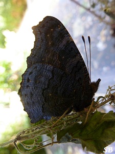 Naissance d`un Inachis io-Paon de jour, aot 2012 Birth of a wonderful butterfly, August 2012, The european Peacock, Bouresse-Poitou-Charentes, France Sandrinephotos Esprit Nature (9)