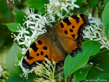 Naissance de Grande Tortue, Nymphalis polychloros, Nymphalidae, Papillons de jour, le Verger, Bouresse, Biodiversité du Sud-Vienne (114)