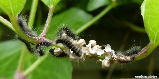 Naissance de chenilles de Bombyx de la Ronce Macrothylacia Rubi 16 juin 2012 Bouresse Poitou-Charentes