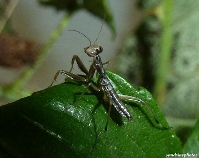 naissance des petites mantes religieuses bouresse Poitou-Charentes (27)