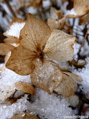 Neige sur fleur d`hortensia séchée, Ciel de neige dans la Vienne, Snow on dry leaves of Hortensia, Snowtime, 18 janvier 2013 Bouresse, Poitou-Charentes, SandrinePhotos