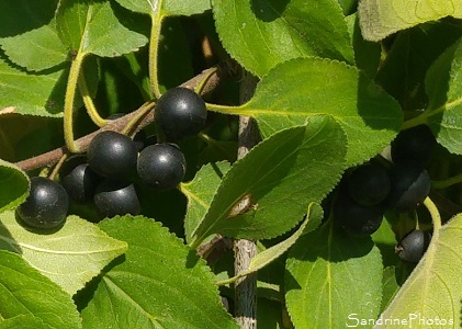 Nerprun purgatif, Nerprun cathartique, Arbres et arbustes, La Quinatière, Bouresse, 86, Poitou-Charentes (1)