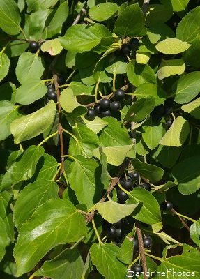 Nerprun purgatif, Nerprun cathartique, Arbres et arbustes, La Quinatière, Bouresse, 86, Poitou-Charentes (2)