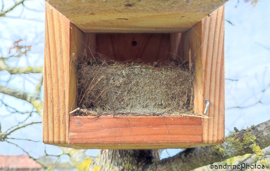 Nettoyage des nichoirs au Verger, Bouresse, bloc de mousse, nid d`oiseaux, mésanges (12).jpg