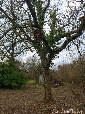 Nichoir pour Chevêche d`Athena, Oiseaux des jardins, Le Verger, Refuge LPO Bouresse, Poitou (2)