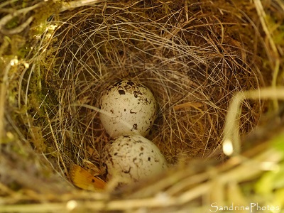 Nid de Bruant zizi avec deux oeufs, le Verger, Refuge LPO Bouresse, Sud-Vienne (2)