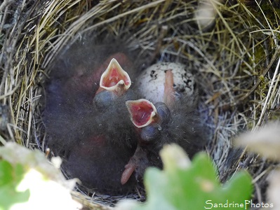 Nid de Bruant zizi dans un petit chêne, Emberiza cirlus, 3 oisillons, le Verger, Bouresse 86, Sud-Vienne, Poitou (4)