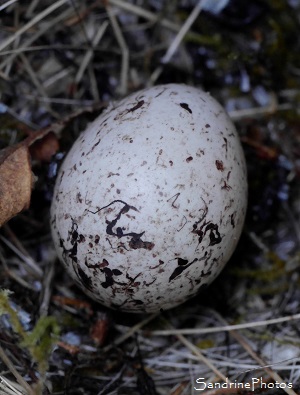 Nid de Bruant zizi dans un petit chêne, Emberiza cirlus, 3 oisillons, un oeuf, le Verger, Bouresse 86, Sud-Vienne, Poitou (16)