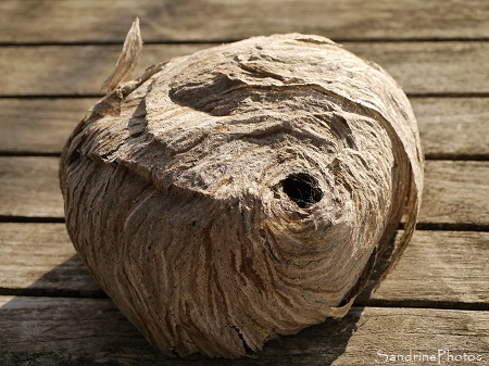 Nid de Guêpes, Boule de feuilles de papier mâché, Verrières (7)