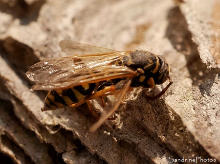 Nid de Guêpes, Insectes, Biodiversité du Sud-Vienne, Verrières (34)