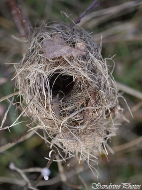 Nid de Rat des moissons, Souris des moissons, souris naine, Micromys minutus, Rongeur du Poitou-Charentes, Muridés, Little rat`s nest, Micromammifère, la Pierre brune, Bouresse, SandrinePhotos (21)