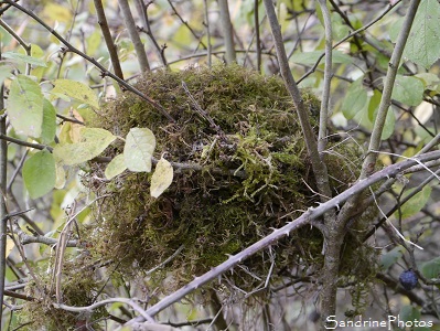 Nid de Troglodyte mignon, Troglodytes troglodytes, nid de brindilles et de mousse, Refuge LPO le Verger, Bouresse 86