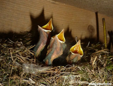 Nid de fauvette à tête noire et 4 petits oisillons affamés