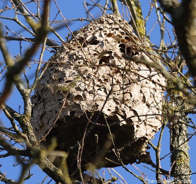 Nid de frelons asiatiques en haut d`un grand chêne, Vespa velutinae, Insectes, Vespidae, Route de la Taupelle, Bouresse, Sud Vienne 86 (18)