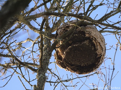 Nid de frelons asiatiques en haut d`un grand chêne, Vespa velutinae, Insectes, Vespidae, Route de la Taupelle, Bouresse, Sud Vienne 86 (19)