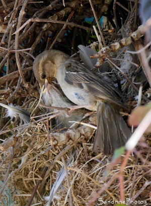 Nid de moineaux domestiques, Passer domesticus, Rue du Bureau, Bouresse, Biodiversité du Sud-Vienne (28)