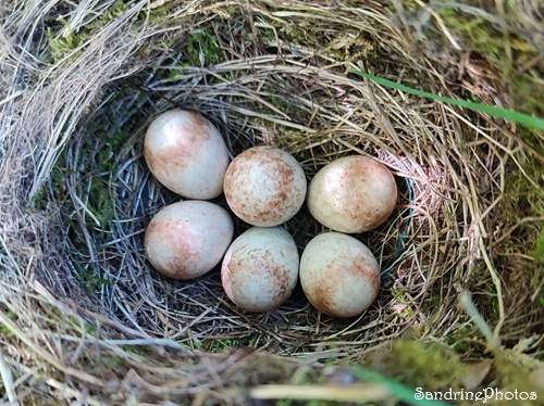 Nid de rougegorge avec 6 oeufs, au sol, L`Huilerie, Queaux 86 (2).jpg