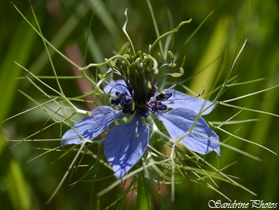 Nigelle de Damas, Nigella damascena, Fleur bleue, jachère fleurie, Bouresse, Poitou-Charentes (1)