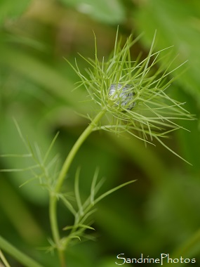 Nigelle de Damas, Nigella damascena, Fleurs sauvages bleues,  Jardin, Le Verger, Bouresse 86, Sud-Vienne, Biodiversité en région Nouvelle Aquitaine 86