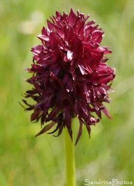 Nigritelle noire, Nigritella nigra, Orchidées sauvages - Wild orchids - Le Pas de la Case - Andorre (39)