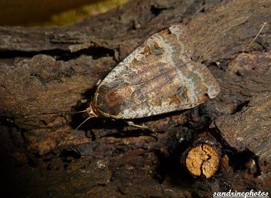 Noctua pronuba Le Hibou- La noctuelle fiancée papillon de nuit 4 juin 2012 Bouresse Poitou-Charentes (1) 