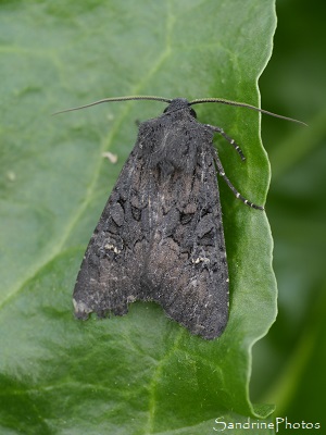 Noctuelle anthracite, Aporophyla nigra, Noctuidae, Papillon de nuit, Le Verger, Bouresse (10)