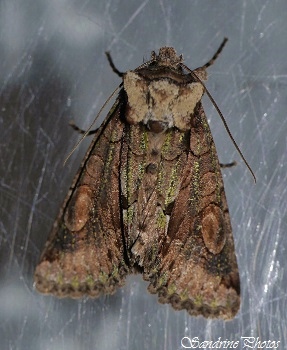 Noctuelle de l`Aubépine, Allophyes oxyacanthae, l`Aubépinière, Papillon de nuit, Moths and butterflies, Bouresse, Poitou-Charentes (4)