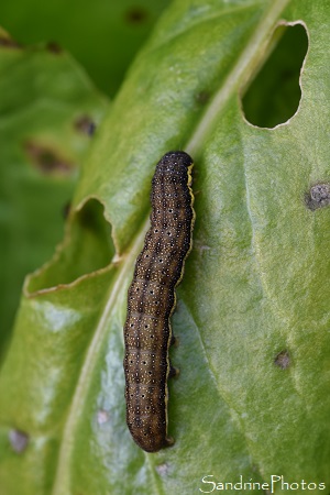 Noctuelle des potagers, Noctuelle potagère, Lacanobia oleracea, Noctuidae, Papillons de nuit, La Planchette, Queaux 86 (26)