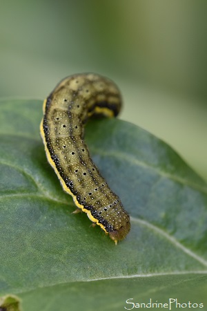 Noctuelle des potagers, Noctuelle potagère, Lacanobia oleracea, Noctuidae, Papillons de nuit, La Planchette, Queaux 86