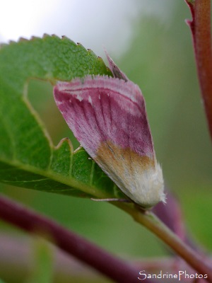 Noctuelle purpurine, Eublemma purpurina, Papillon de nuit rose et blanc, le Verger, Bouresse, Biodiversité du Sud-Vienne (13)