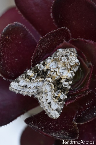 Noctuelle sereine, Hecatera bicolorata, papillon de nuit, Le Verger, Bouresse 86(14).jpg