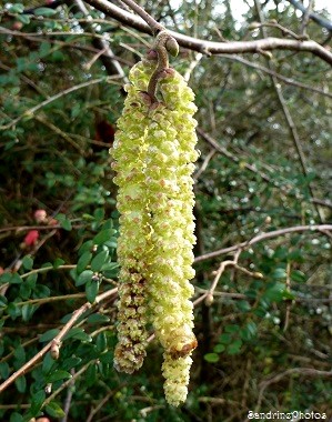 Noisetier, chatons mâles, Hazelnut tree, male flowers, Arbres fruitiers, fruit trees, Bouresse, Poitou-Charentes 86