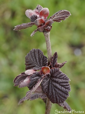 Noisetier pourpre, Jardin, Rouge de Zeller, Le Verger, Bouresse, 86, Sud-Vienne, Région Aquitaine Limousin Poitou-Charentes (65)