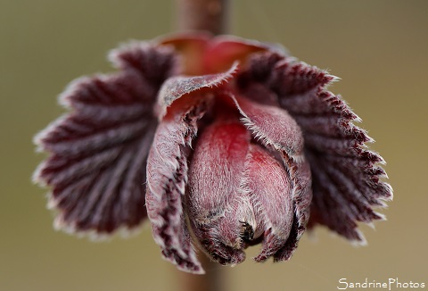 Noisetier pourpre, Jardin, Rouge de Zeller, Le Verger, Bouresse, 86, Sud-Vienne, Région Aquitaine Limousin Poitou-Charentes (71)