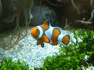 Océanopolis de Brest Aquarium Poisson orange Némo eaux tropicales ou tempérées Juillet 2012 (PF (4)