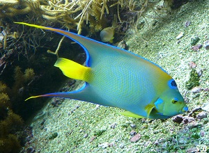 Océanopolis de Brest Aquarium Poisson bleu eaux tropicales ou tempérées Juillet 2012 PF (5)