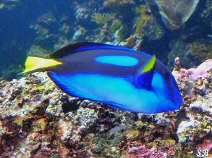 Océanopolis de Brest Aquarium Poisson bleu eaux tropicales ou tempérées Juillet 2012 PF