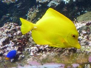 Océanopolis de Brest Aquarium Poissons eaux tropicales ou tempérées Juillet 2012