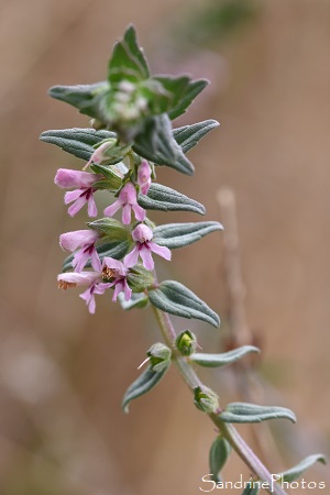 Odontite rouge, Euphraise rouge, Odontites verna, Plante à fleurs roses et violettes, La Planchette, Queaux (58)