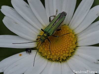 Oedemera nobilis, Oedemère noble, femelle, Coléoptère vert, Insectes, Bouresse, Le Verger, Région Aquitaine, Limousin, Poitou-Charentes (1)